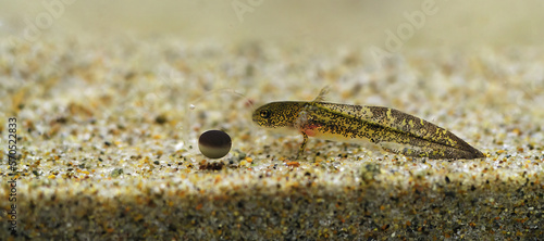 Closeup on a larvae and egg of the Oregon longtoed salamander, Ambystoma macrodactylum