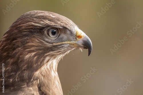 UK common buzzard
