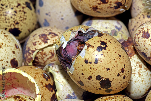 Newly hatched quail eggs. Kharkov, Ukraine