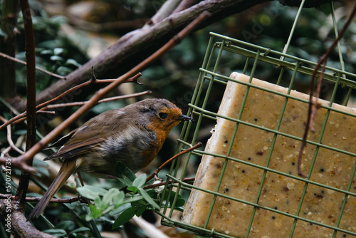 European robin (Erithacus rubecula) perched on a branch in a green bush in spring time, eating from a suet block