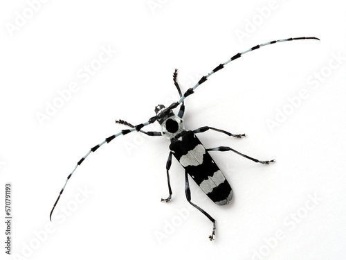 P7130320 male banded alder borer beetle, Rosalia funebris, dorsal view, isolated, cECP 2022