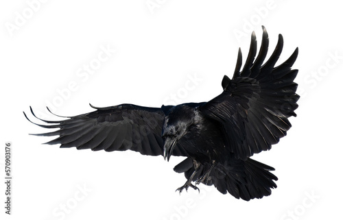 A beautiful raven (Corvus corax) in flight