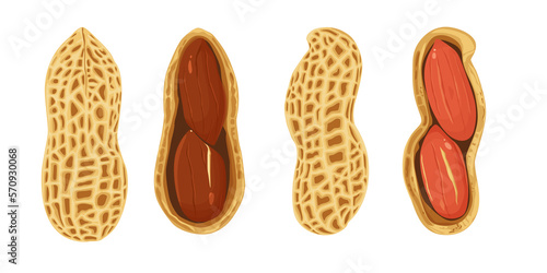 variety of peanuts Raw shelled peanuts of different shapes stand vertically isolated on white background.