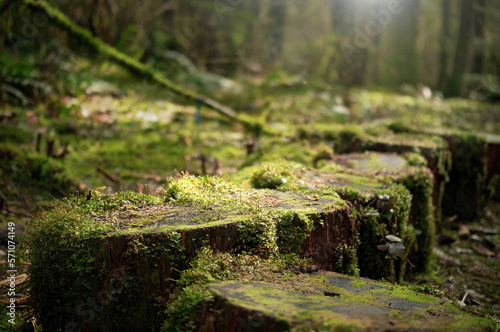 Overgrown tree stumps with moss in front of defocused forest with sun rays. Heavy light and shadows on wood logs along a hiking trail. North Vancouver rain forest background texture. Selective focus.