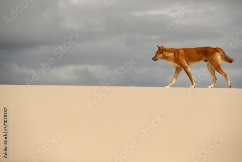 Perseverant Steps - Determined and persistent, an alpha male coastal Dingo attentively starts his first daylight patrol around his territory.