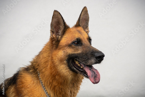 Perro pastor alemán 