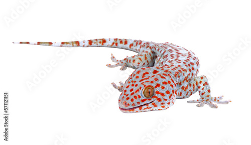 gecko on transparent png