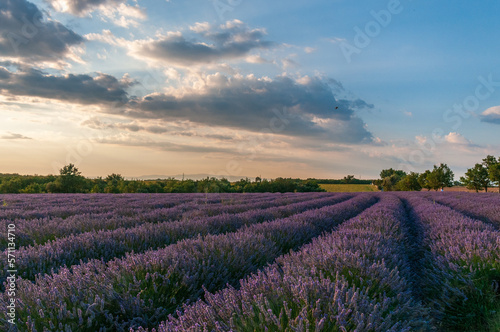 Detail of a lavender field in the Southern French Provence, on a sunny summer afternoon.