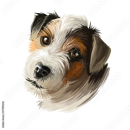 Parson Russell Terrier dog portrait isolated on white. Digital art illustration of hand drawn dog for web, t-shirt print and puppy food cover design. Parson Jack Russell Terrier, original Fox Terrier.