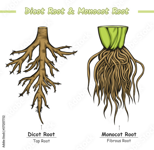 Difference between Monocot Root and Dicot Root