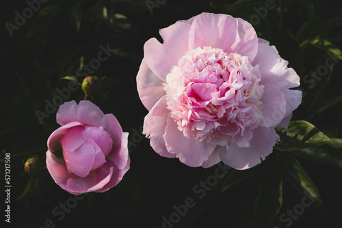 Beautiful fresh fluffy pastel pink peonies blooming in the garden, close up. Summer flowers in full bloom.
