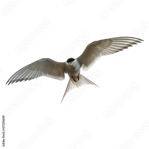 white arctic tern fly wings deployed on a transparent background