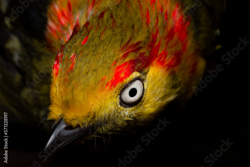 Adult male manakin bird, in black background