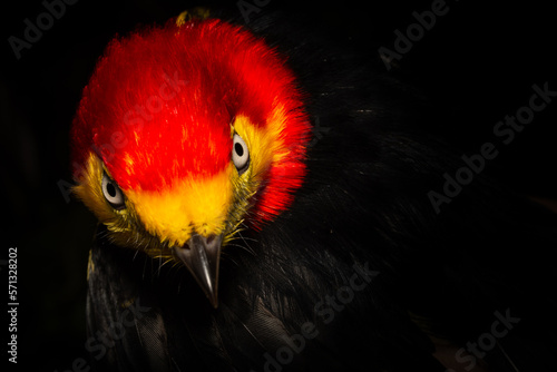 juvenile manakin bird with focus on eye on black background