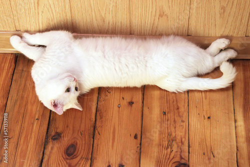 White cat is lying on the wooden floor. Turkish angora. Van cat with blue and green eyes. Adorable pets, heterochromia