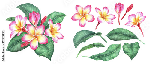 Watercolor botanical illustration. A set of a composition of plumeria flowers and leaves and individual elements from it. Frangipani. Isolated on a white background. For packaging design of cosmetics