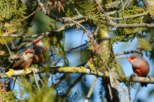 cardinal on a branch