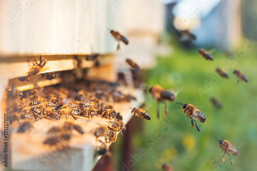 Swarm of honey bees (Apis mellifera) carrying pollen and flying to the landing board of hive in an apiary. Organic BIO farming, animal rights, back to nature concept. Close-up.