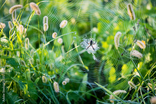 Orb Spider Web with Dew in Grass