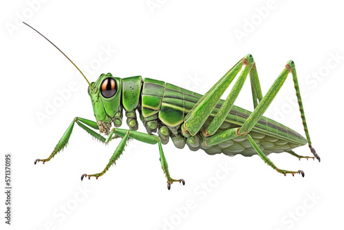 Closeup green grasshopper isolated PNG on transparent background