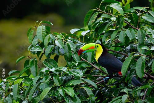Keel-billed Toucan portrait in tree in Costa Rica