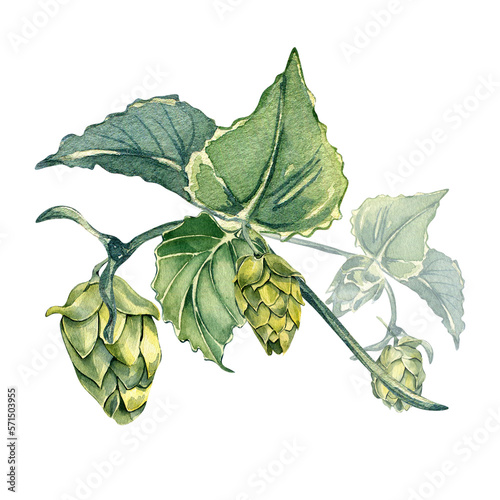 Hops on a brunch watercolor illustration isolated on white background. Hop cones with leaves, malt hand drawn. Design element for advertising beer festival, label, menu, packaging, St Patrick's day.