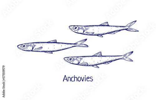 Anchovies, detailed ink drawing in vintage style. Outlined contoured retro drawn sea, ocean fish, small marine fauna. Handdrawn engraved vector illustration isolated on white background