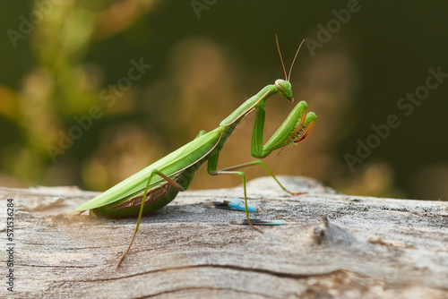  Europäische Gottesanbeterin (Mantis religiosa) mit erbeuteter Blauflügeliger Ödlandschrecke 