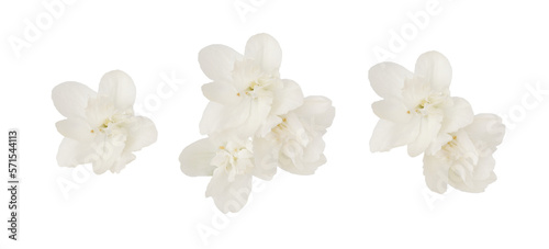 Set of jasmine flowers and leaves isolated on white or transparent background