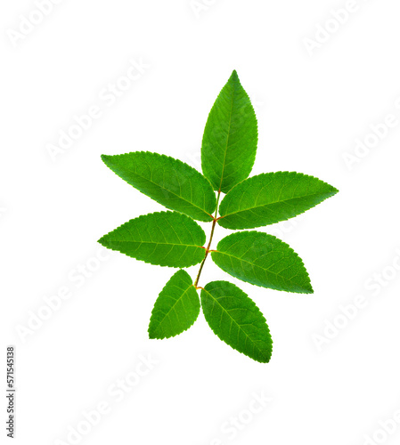 rose leaves isolated on transparent png
