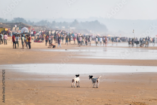 Two small puppy dogs standing on a quiet stretch of the crowded beach in Calangute in Goa.