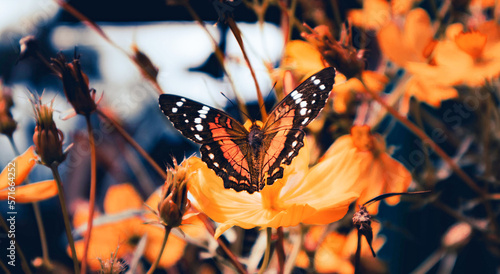 mariposa en naturaleza de verano