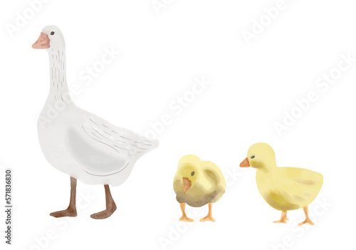 Watercolor bird set. Goose. Duck and Ducklings, Ogar duck, farm set.