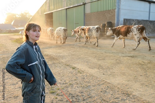 Rentrée des vaches pour la traite sous la conduite de la salariée agricole de l'exploitation. Troupeau de race normande