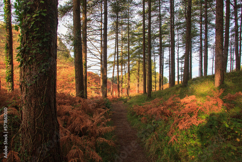 Path through the trees at Cwm Ivy Woods on the North gower coast in Autumn with red bracken.