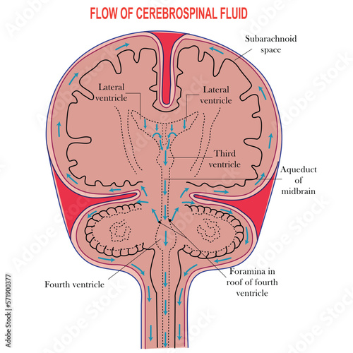 Diagram Illustrating Cerebrospinal Fluid CSF in the Brain,Ventricles in the Brain,Cerebrospinal fluid (CSF) is a clear fluid in the brain and spinal cord. immunological protection to the brain.