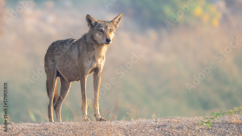 The Indian wolf (Canis lupus pallipes)