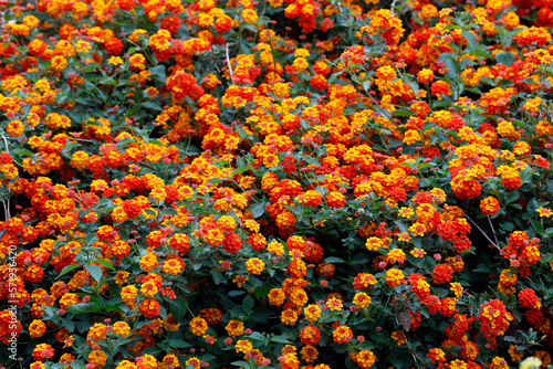 Wandelröschen (Lantana camara) Pflanze mit vielen gelb-orangen Blüten