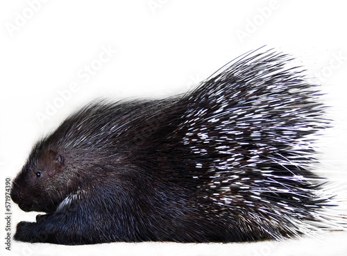 African crested porcupine (Hystrix cristata) portrait