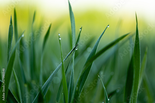 Krople rosy na trawie