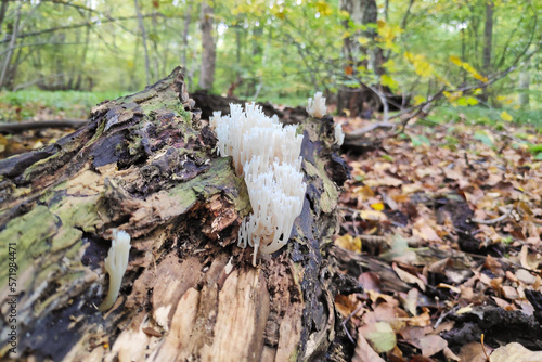 Artomyces pyxidatus in the woods