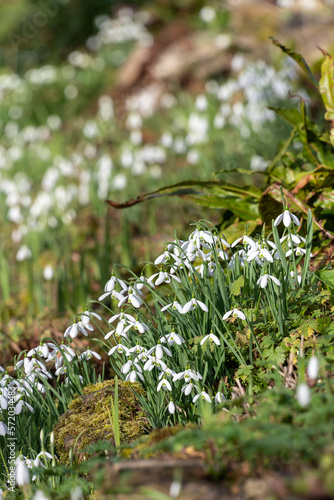 Common snowdrops (galanthus nivalis) in bloom