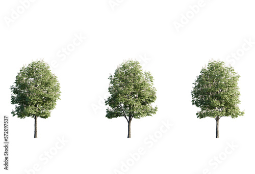 Tree aesculus hippocastanum png cutout