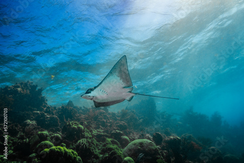 Eagle Ray in Hol Chan Marine Reserve