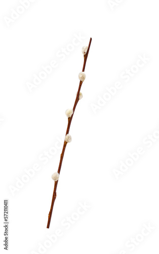 Pussy willow spring stem isolated cutout on transparent