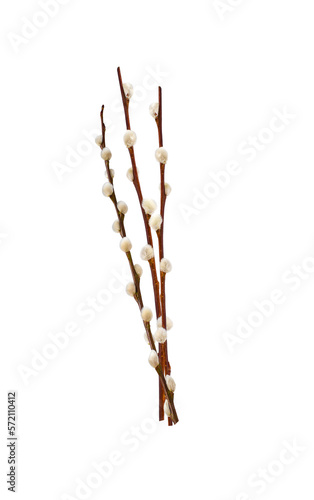 Three Pussy willow spring stems isolated cutout on transparent