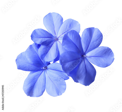 White plumbago or Cape leadwort flower. Close up small blue flower bouquet isolated on transparent background.