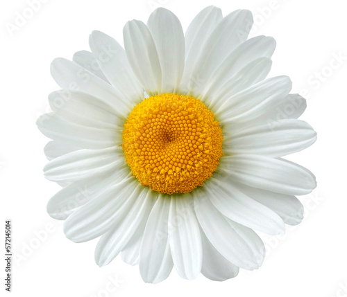 chamomile flower or White Daisy isolated. PNG transparency 