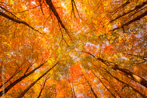 Canadian forest ceiling during Indian summer