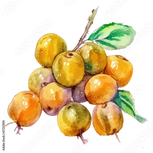 Watercolor mirabelle plums fruit illustration. Hand-drawn illustration isolated on white background in boho style.